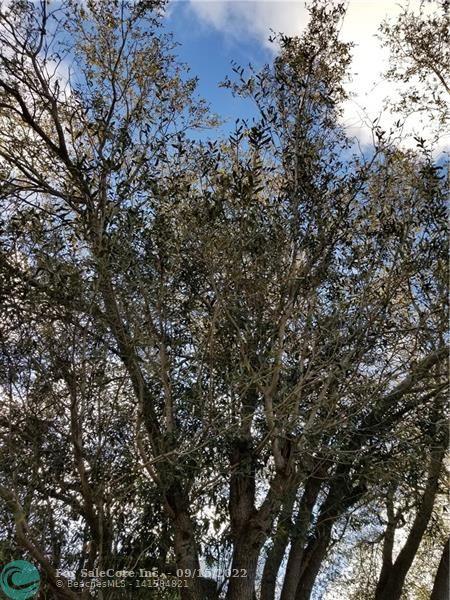 Photo of 2900 SW 166 Th Ctrd in Other City - In The State Of Florid, FL