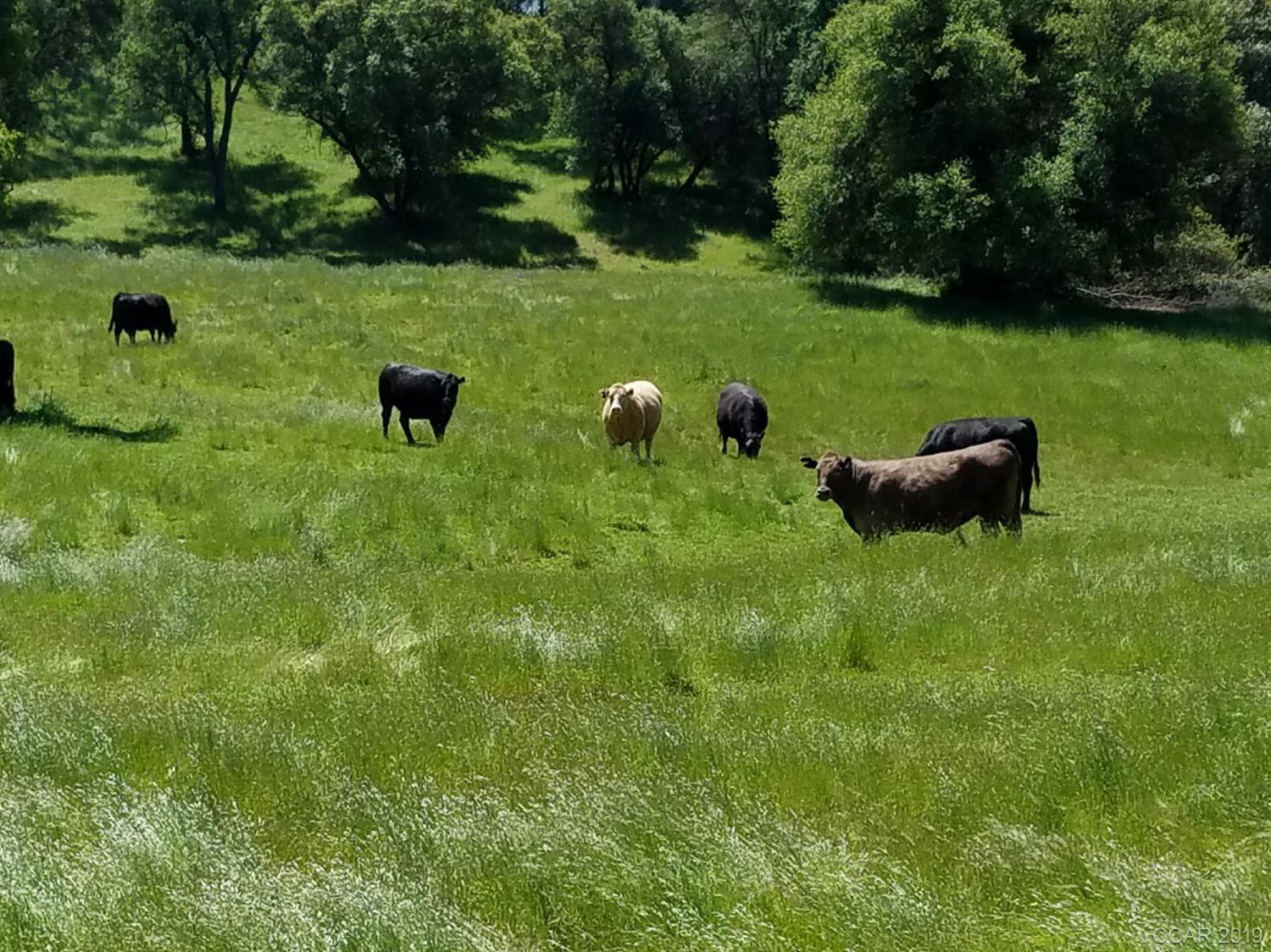 Photo of 0 Cow Kick Rd #00 in Angels Camp, CA