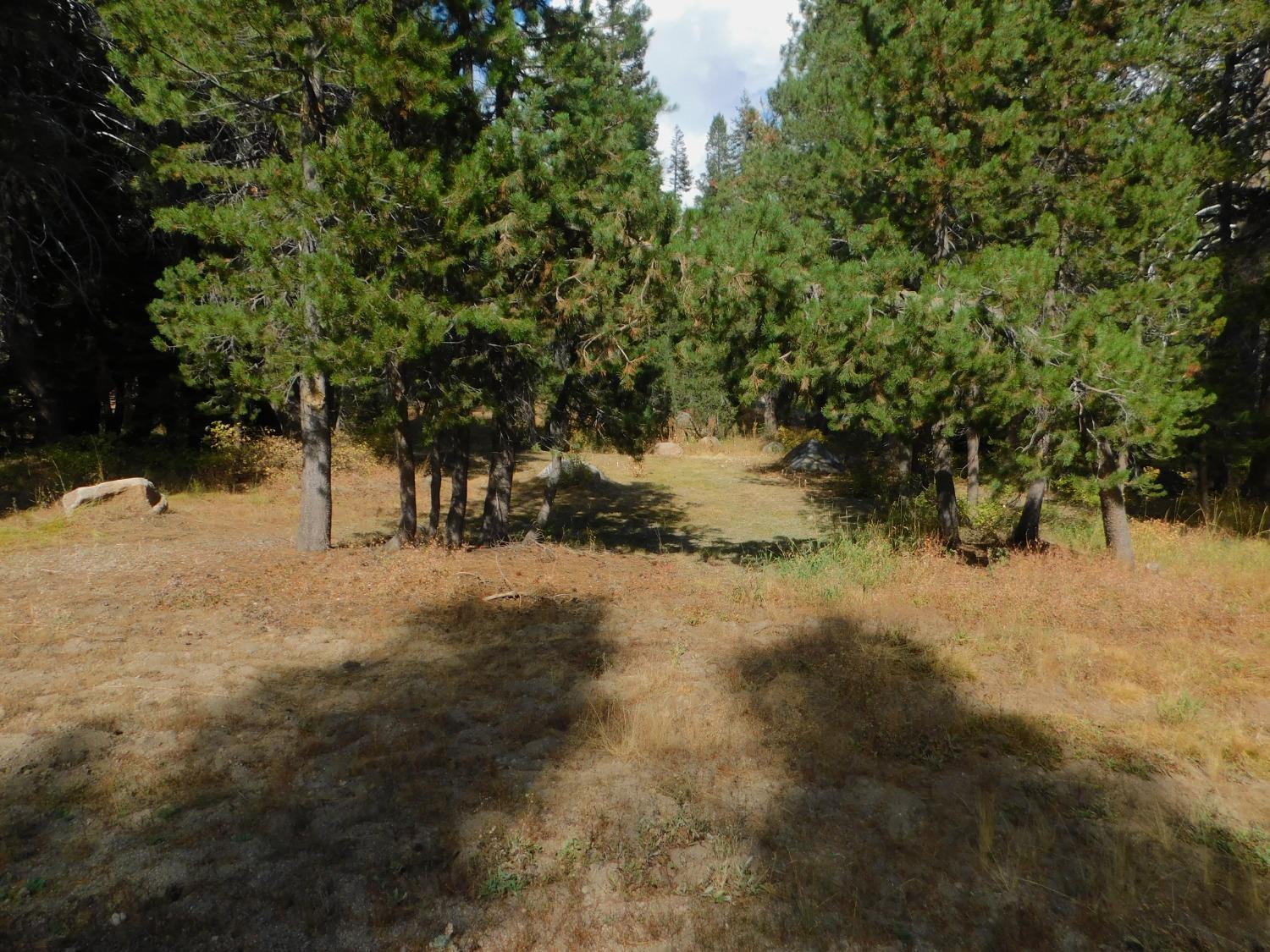 Photo of 231 Quaking Aspen in Bear Valley, CA