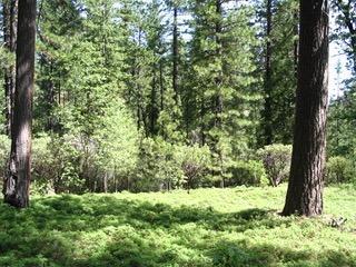 Photo of 2568 Aspen Wy in Arnold, CA