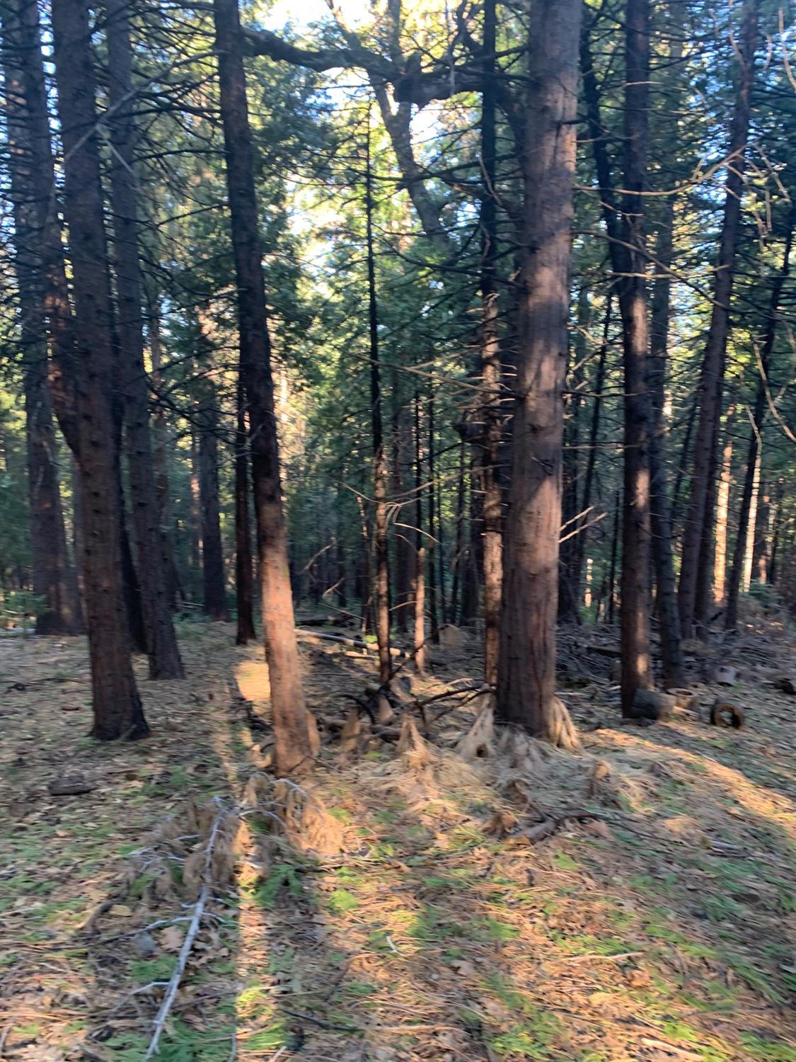 Photo of 3129 Crystal Wy in Arnold, CA