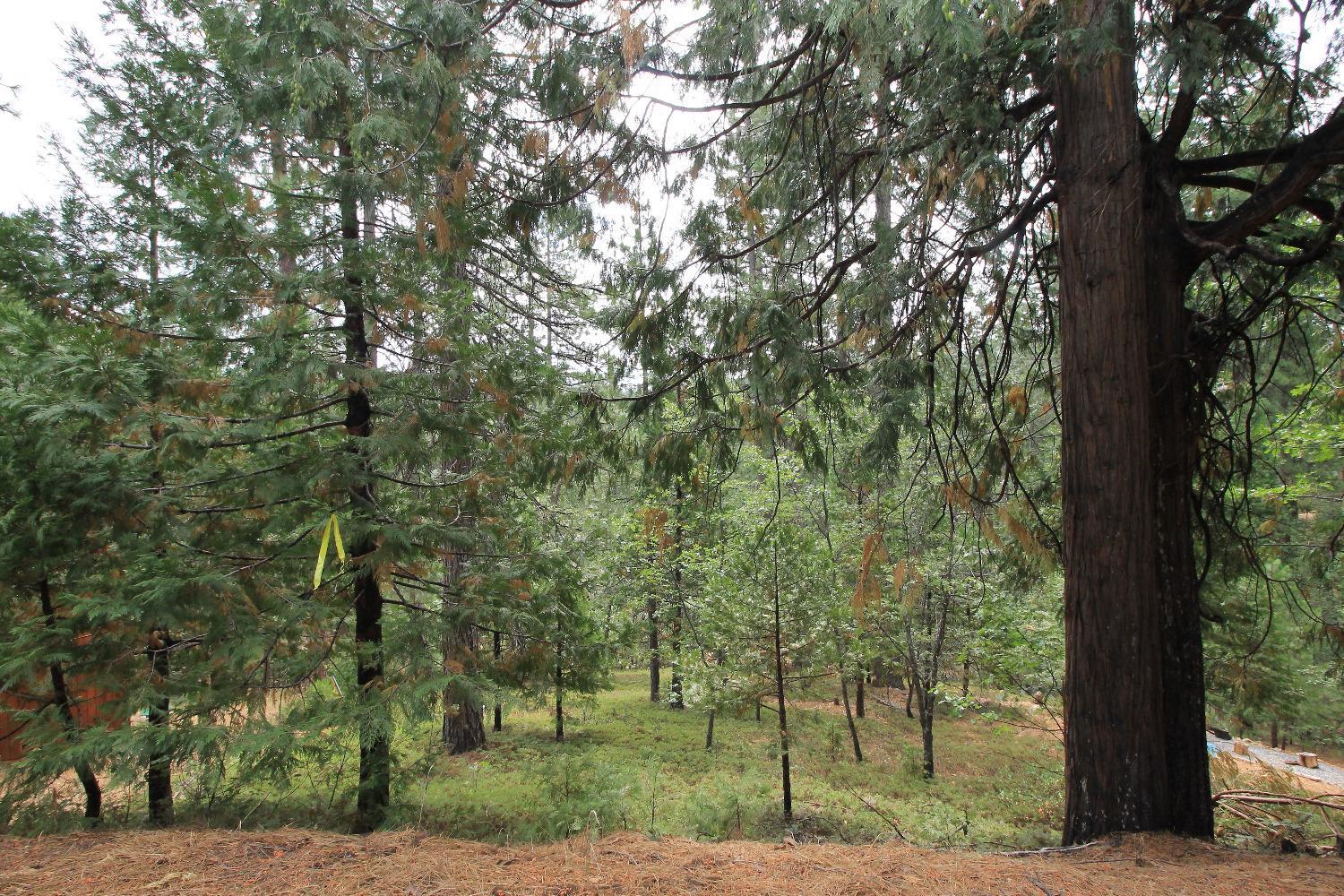 Photo of 1647 Gertrude Wy in Arnold, CA