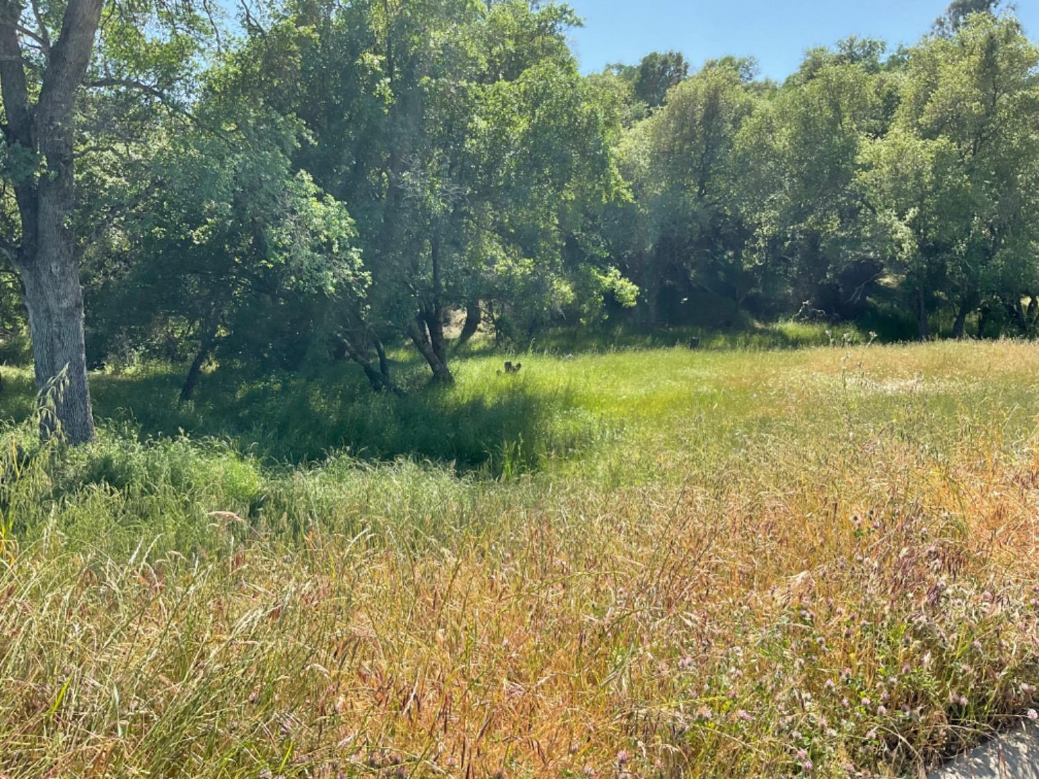 Photo of 380 Blair Mine Rd in Angels Camp, CA