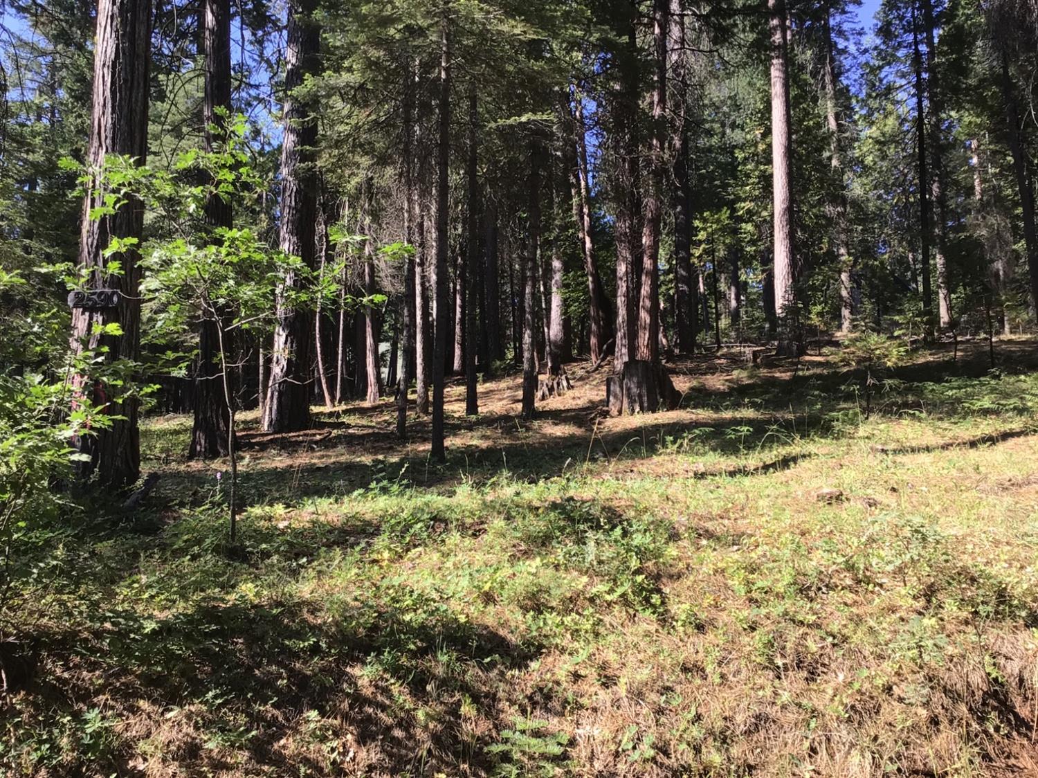 2590 Murphys Dr, Arnold, CA 95223