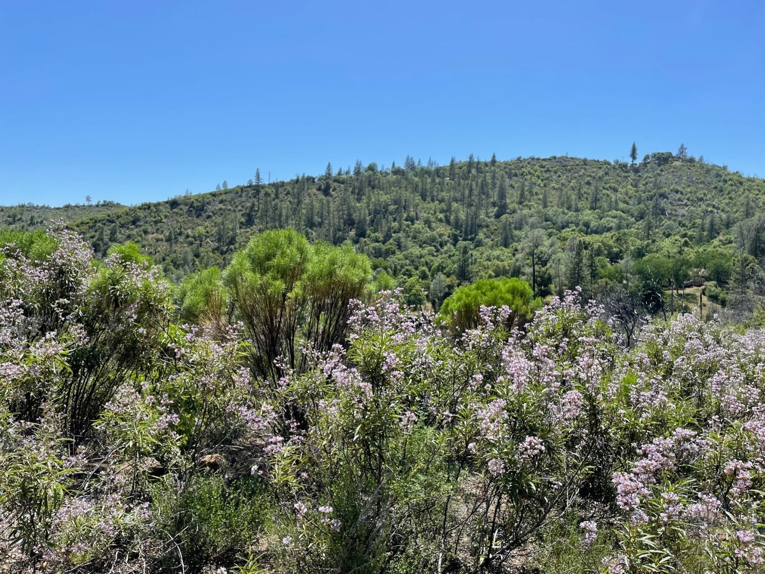 Photo of 8954 Cave City Rd in Mountain Ranch, CA
